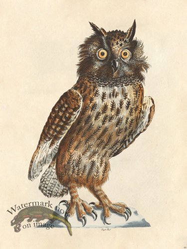 (image for) Eagle Owl - Tribute Bd 66 M