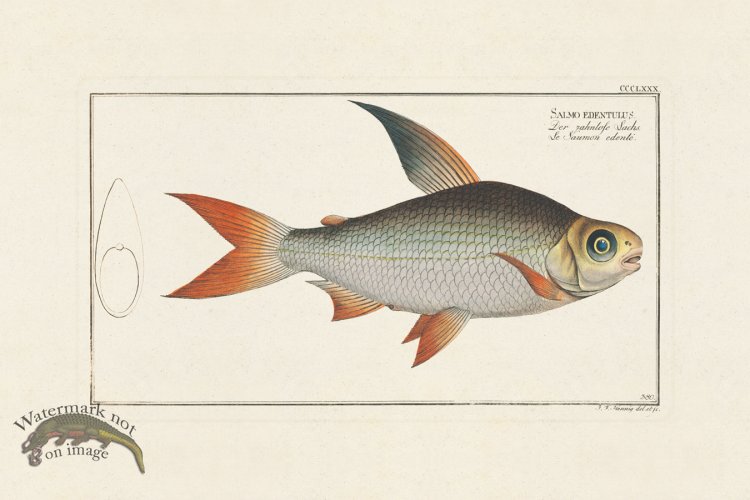 (image for) BLOCH FISH 380