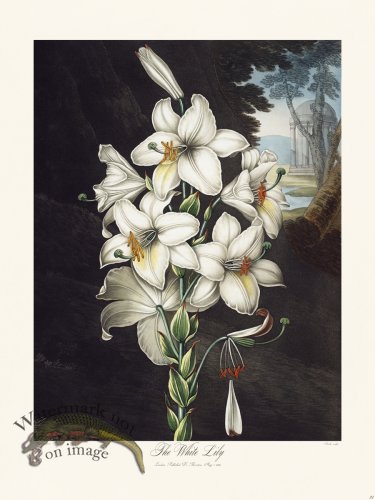 (image for) 21 The White Lily