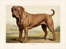 CFA Dog French Mastiff 01