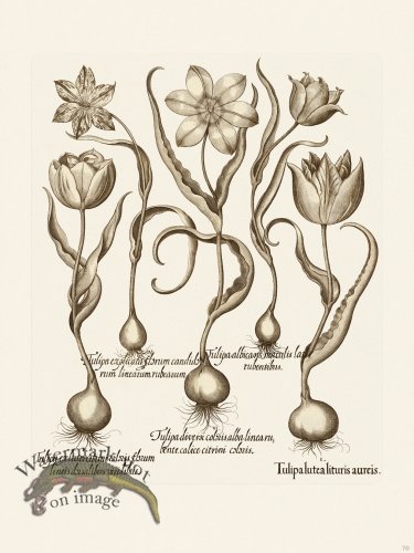 (image for) Besler 070 B1