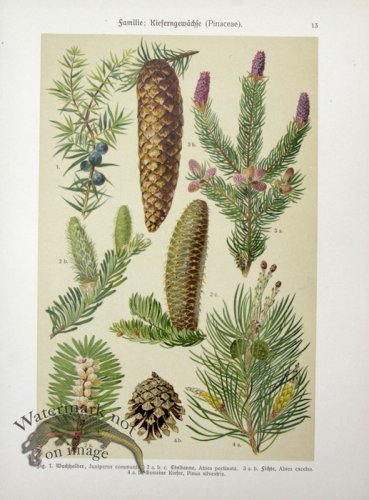 Botanical Atlas 1911 05