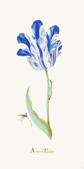 Blue Tulip 01