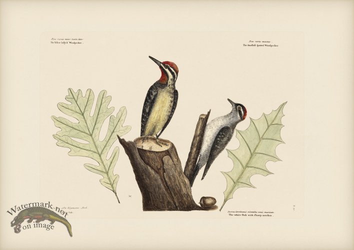 (image for) 021 Yellow Bellied Woodpecker