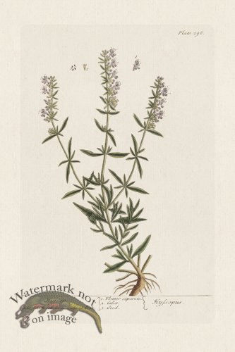 (image for) BEE 296 Hyfsop