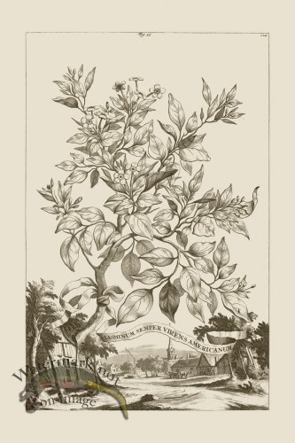 (image for) Abraham Munting 055