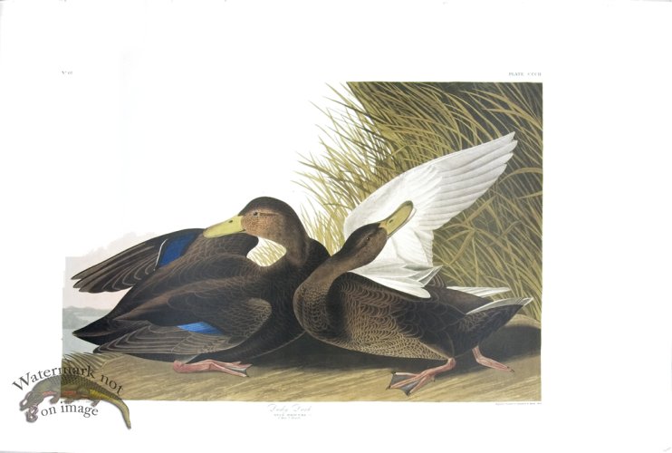 (image for) Dusky Duck