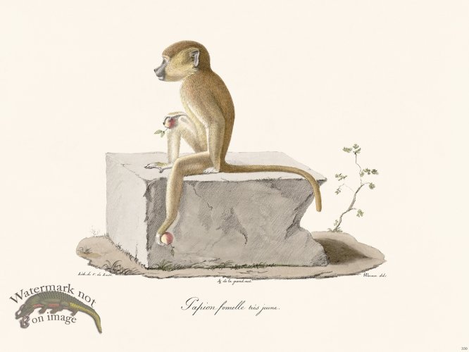 (image for) Cuvier 330 Female Tapion