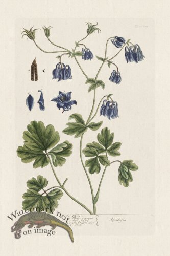 (image for) BEE 409 Columbine