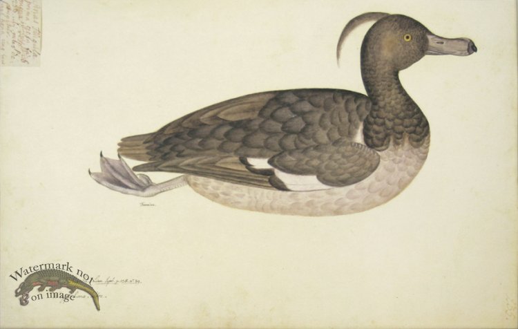 235 Swedish Birds . Anas Fuligula, Tufted Duck, Female