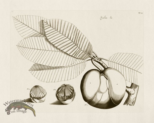 (image for) HORTUS VOl 03 39