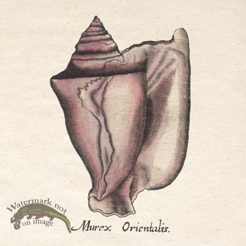 (image for) Merian Shell 2