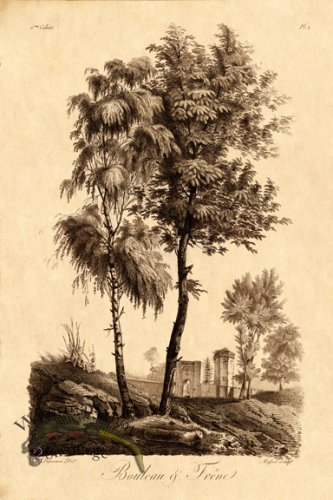 (image for) Defiennes Trees 11 S