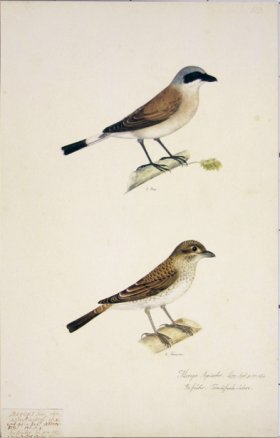 103 Swedish Birds . Merops Apiaster, European Bee-eater, M.F