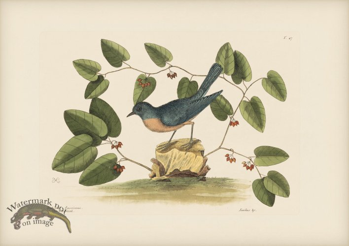 (image for) 047 Blew Bird