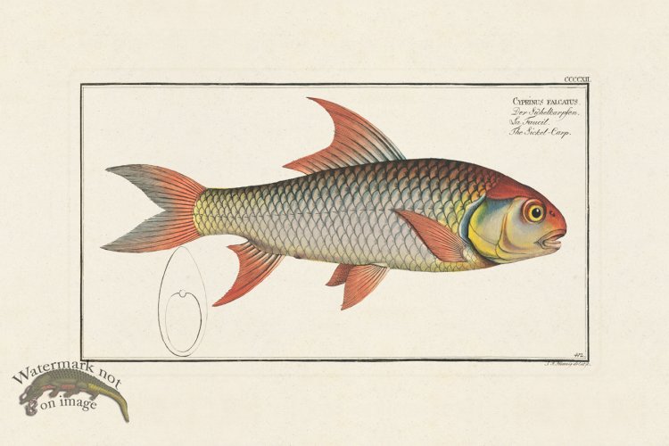 (image for) BLOCH FISH 412