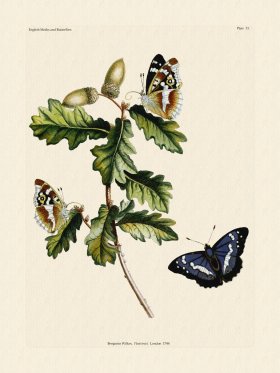 Wilkes Butterflies 033