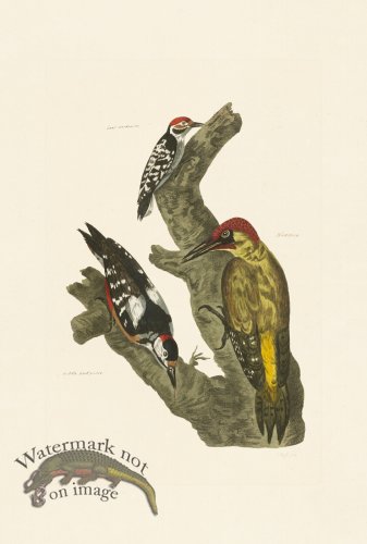(image for) Pennant Zoology 098