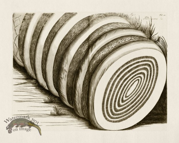 (image for) HORTUS VOl 03 21