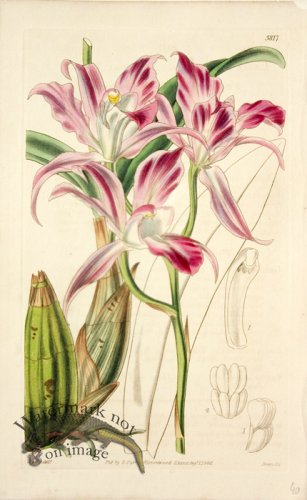 (image for) CBMS_0028