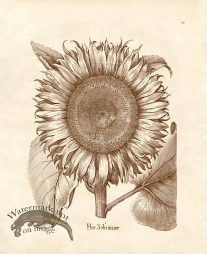 (image for) Besler 10 Flos Solis Maior