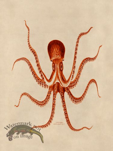 (image for) Octopus Orange 24