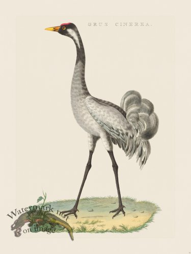 (image for) Nozeman Bird 014