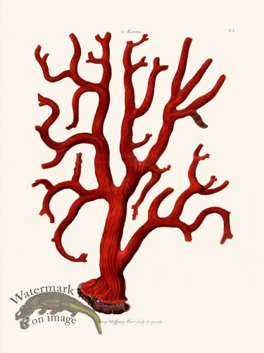 (image for) Knorr Coral 01