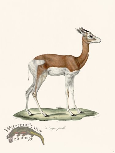 (image for) Cuvier 057 Dama Gazelle Female