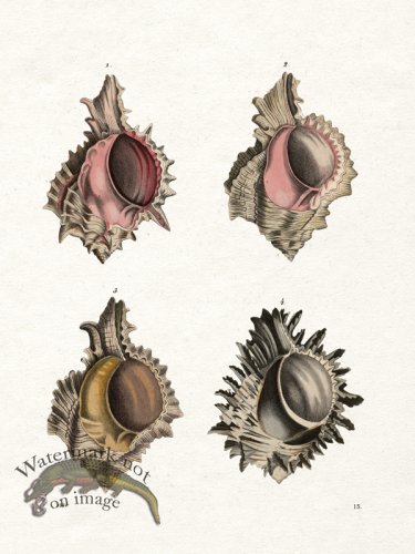 (image for) Shell BOTW 15