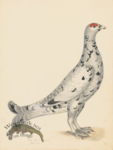 BLACK GROUSE LEUCISTIC FORM . PL 17