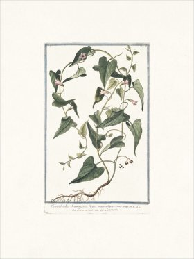 Bonelli 018 macrorhyzos