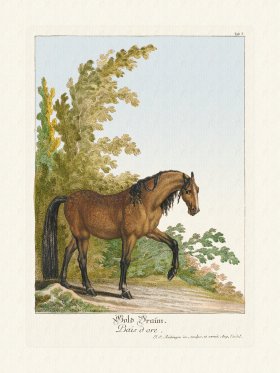 Ridingers Horses 07