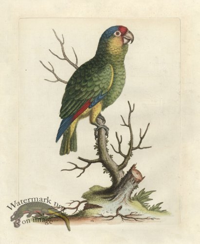 Edwards Parrot 06.jpg