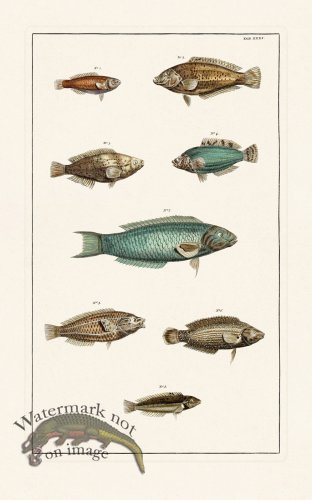 (image for) Seba B2 031