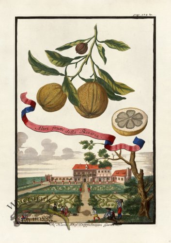 (image for) Volckamer 032