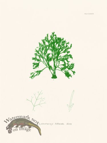 (image for) Bradbury Seaweed 186