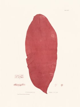 Bradbury Seaweed 095