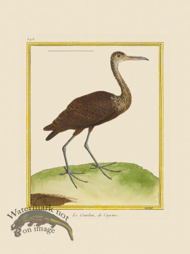 (image for) Martinet Bird 848