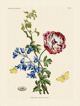 Wilkes Butterflies 053