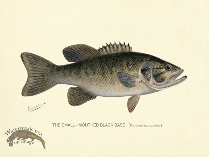 (image for) Bass_Small_Mouth