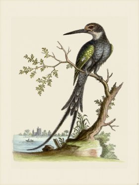 Edwards 010 Swallow tail'd Kingfishers