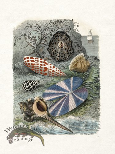 (image for) Shell BOTW 02