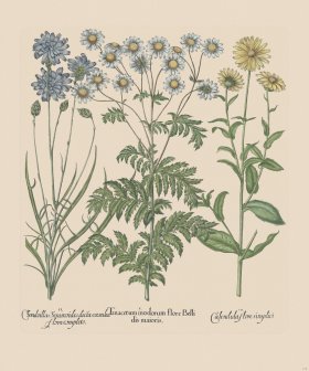 Besler 207 Colored B2