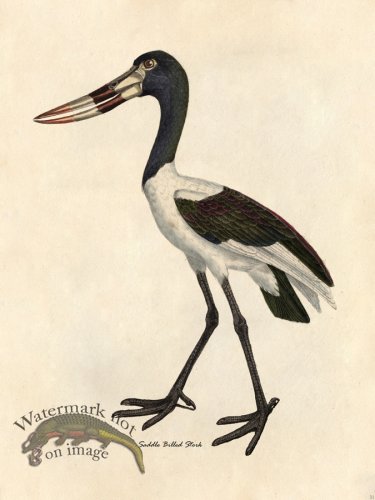 (image for) Saddle-billed Stork - Tribute Bd 31