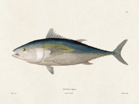 (image for) Werner Fish 022
