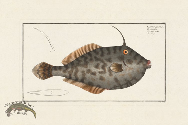 (image for) BLOCH FISH 147