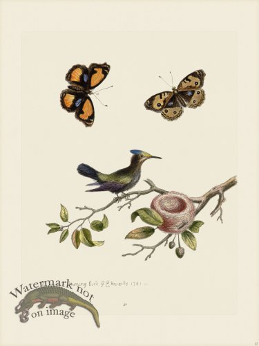 (image for) Edwards 037 Crested Hummingbird