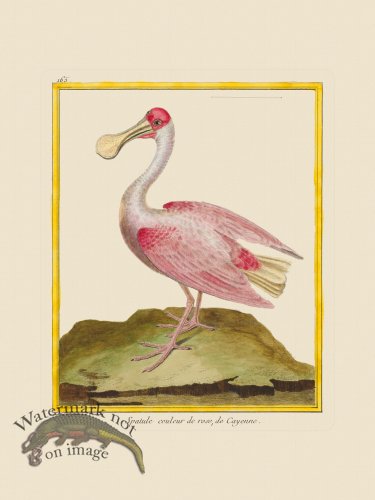 (image for) Martinet Bird 165
