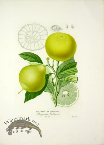 (image for) Des Orangers 06